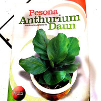 Image of PESONA ANTHURIUM DAUN